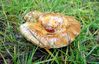 (03)mushroom-cup2.jpg